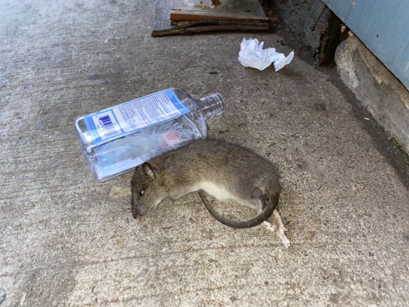 5 rat with hand sanitizer harlem nyc